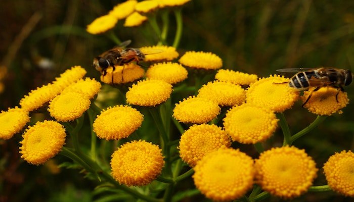 Blumen für Bienen - Bienenfreundliche Blumen im Überblick - Blume Ideal