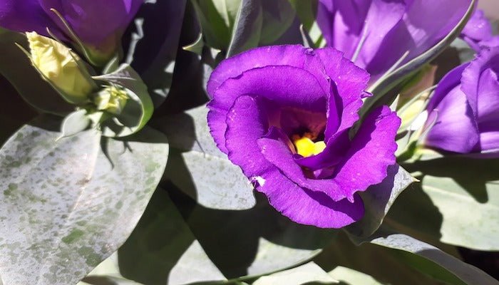 Blumen Juni - Diese Blumen erwarten dich im Juni - Blume Ideal