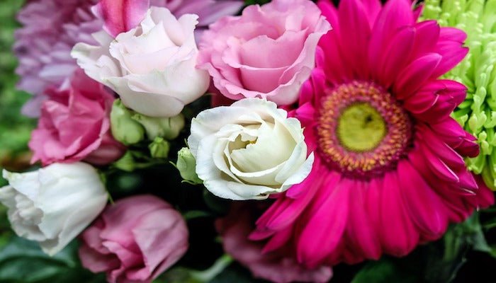 Blumen November - Diese Blumen lieben die Kälte - Blume Ideal