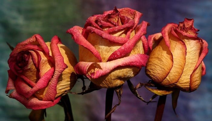 Blumen trocknen – 3 Methoden mit Erfolgsgarantie - Blume Ideal