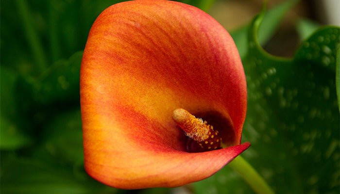 Calla Bedeutung - Das sagen Callas wirklich aus - Blume Ideal