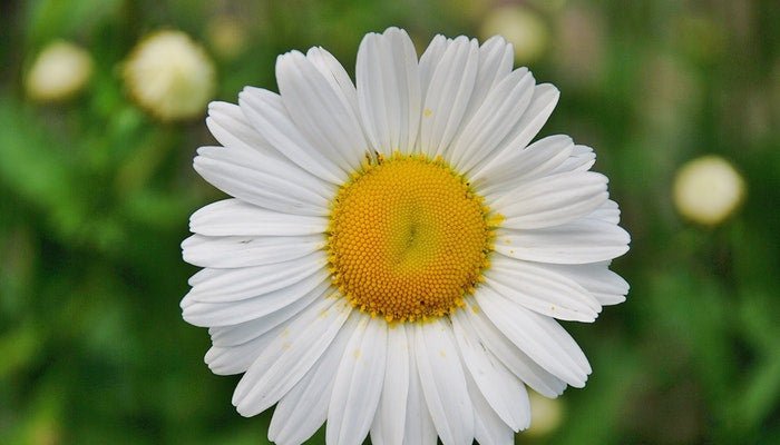 Geburtsblume April - Das Gänseblümchen passt zu dir - Blume Ideal