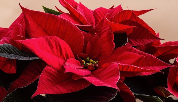 Geburtsblume Dezember - Der Weihnachtsstern ist die letzte Blume des Jahres - Blume Ideal