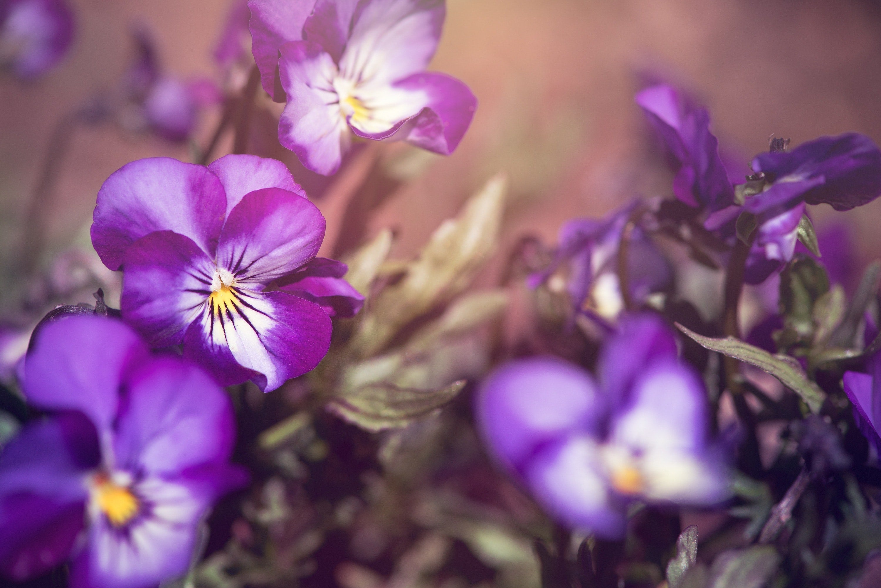 Geburtsblume Februar - Welche Bedeutung hat das Veilchen? - Blume Ideal
