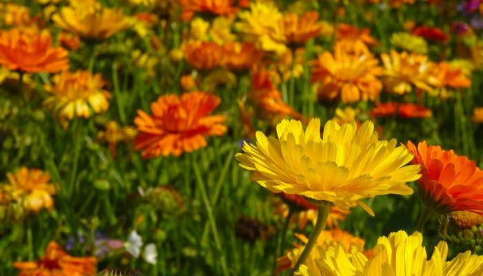 Geburtsblume Oktober - Die Ringelblume erwartet dich im Oktober - Blume Ideal
