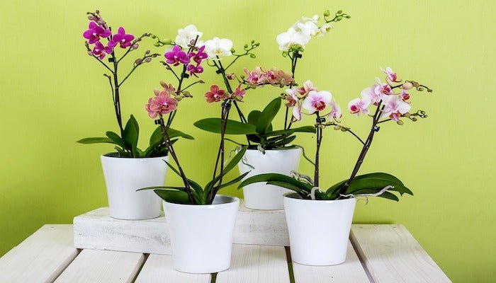 Orchidee Bedeutung - Blumensprache und Symbolik der Orchidee - Blume Ideal