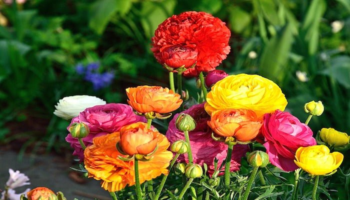 Ranunkel Bedeutung - Blumensprache und Symbolik der Ranunkel - Blume Ideal