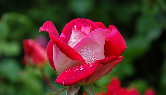 Rosen düngen – Der richtige Zeitpunkt für die Rosenpflege - Blume Ideal