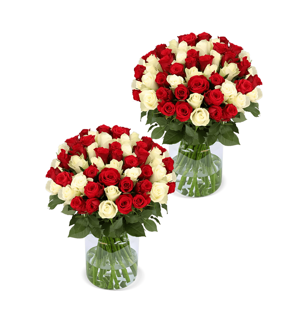 100 rot weiße Rosen (2x50 Stück) - Blume Ideal