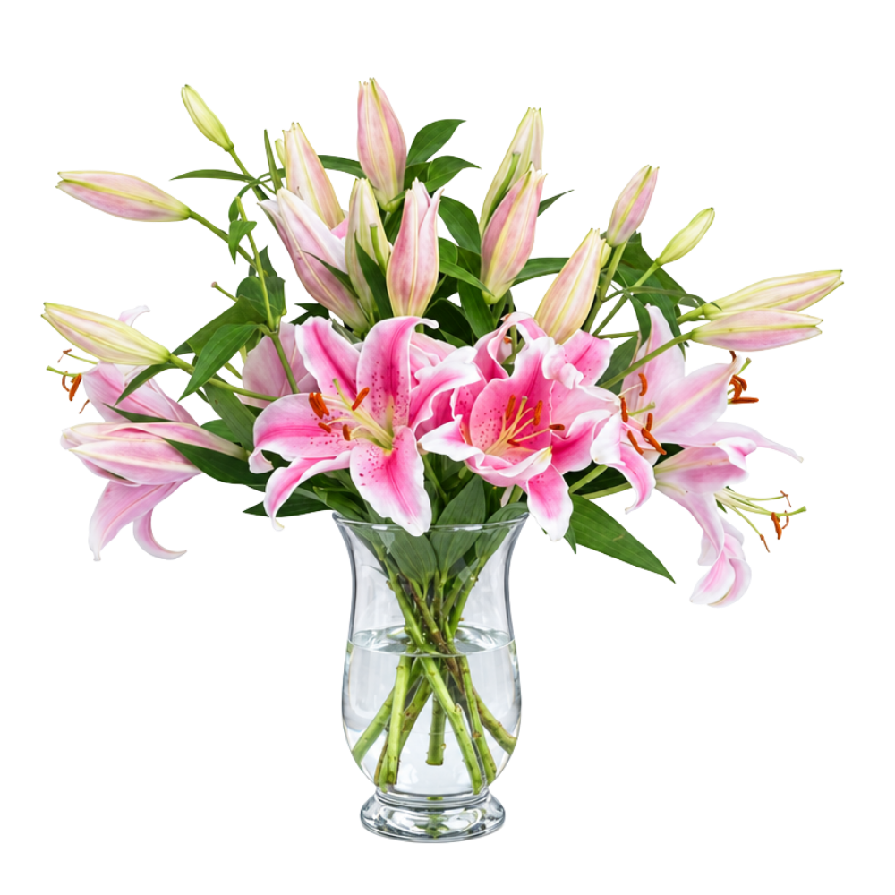 15 Pinke Lilien - Blume Ideal