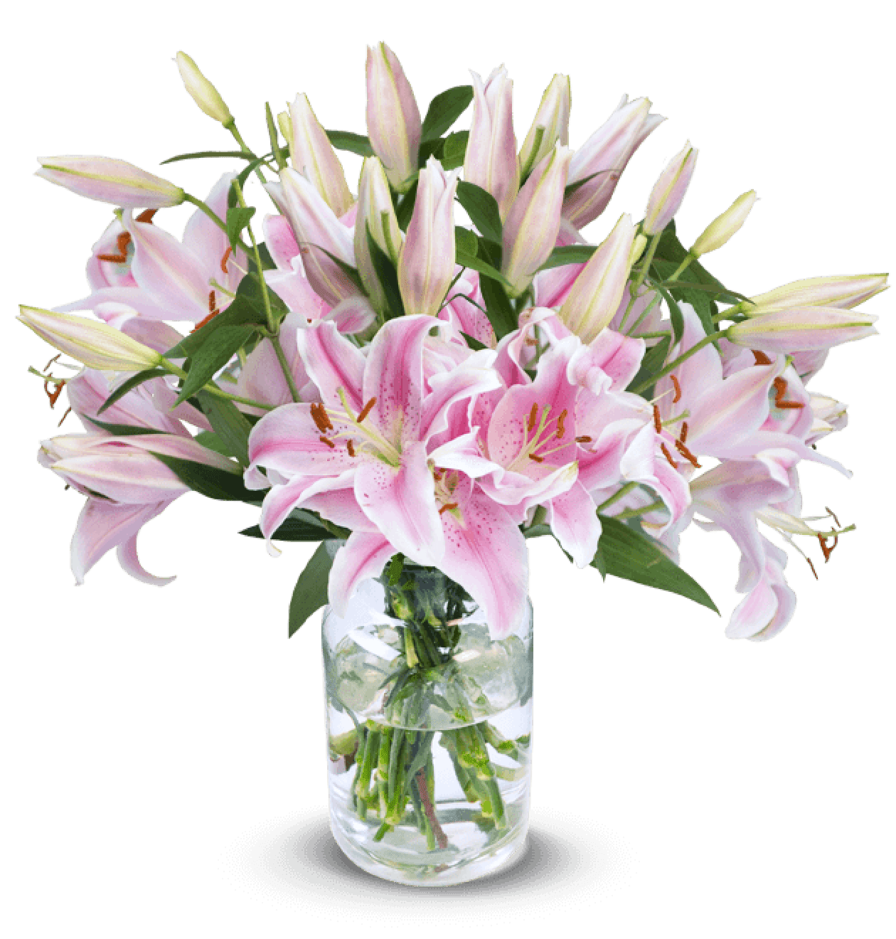 15 Pinke Lilien - Blume Ideal