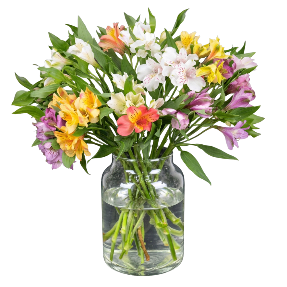 20 Inkalilien mit bis zu 100 Blüten - Blume Ideal