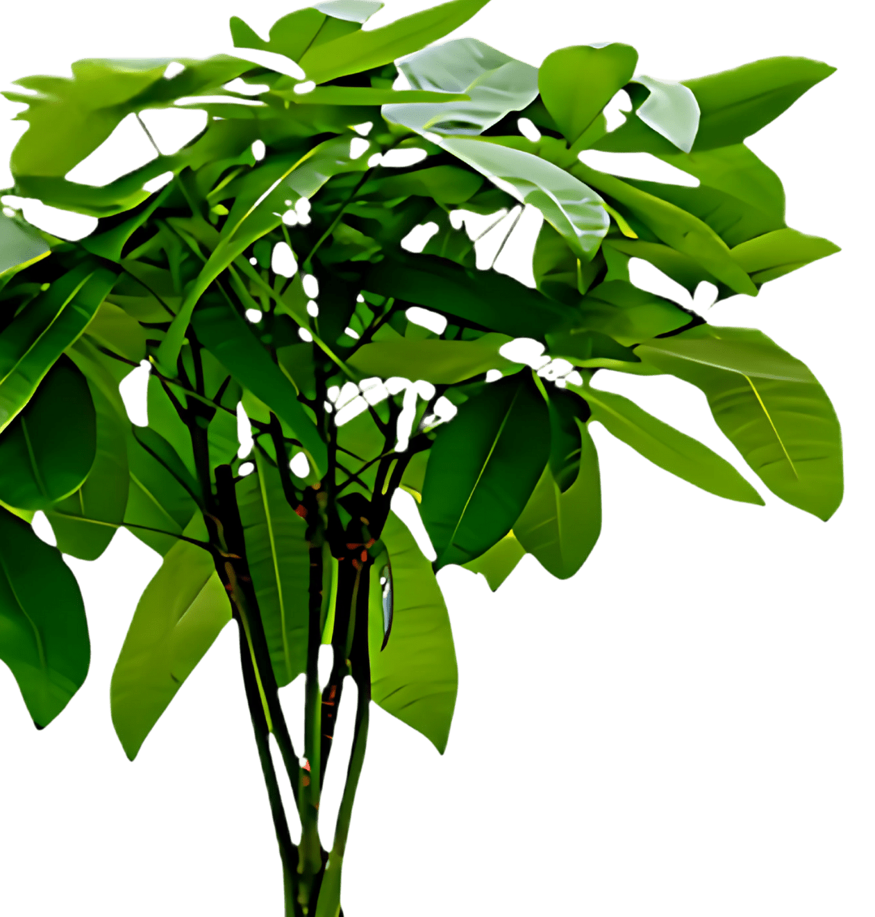 2er - Set | Glückskastanie | +/ - 40 - 50cm | ø 12 - 15cm Topf - Blume Ideal