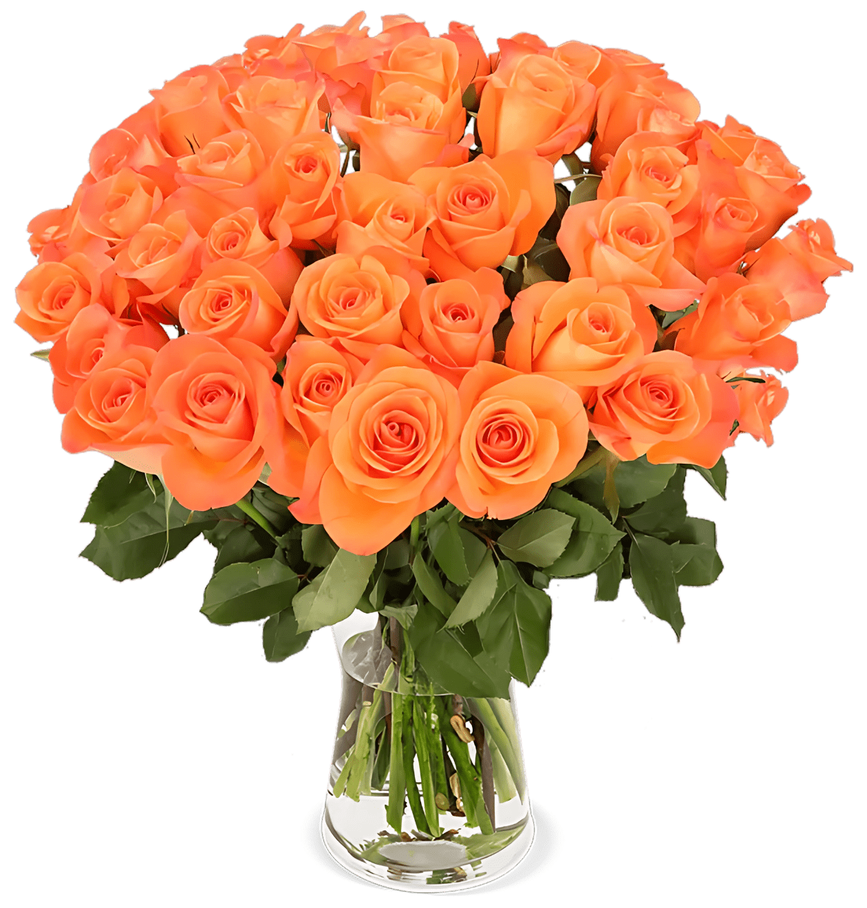 30 orange Rosen - Blume Ideal