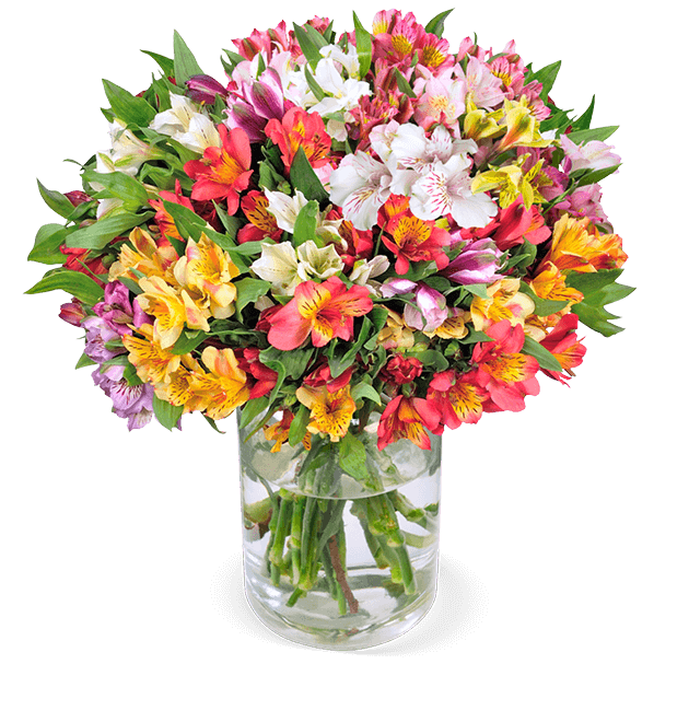 33 Inkalilien mit bis zu 200 Blüten - Blume Ideal