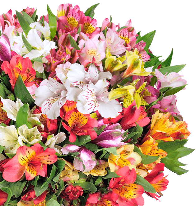 40 Inkalilien mit bis zu 300 Blüten - Blume Ideal