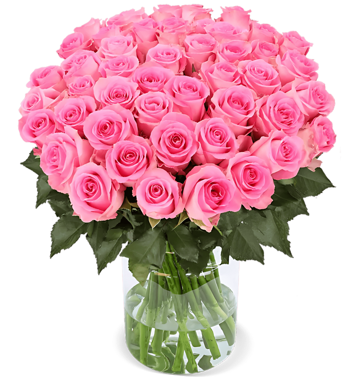 40 pinke Rosen - Blume Ideal