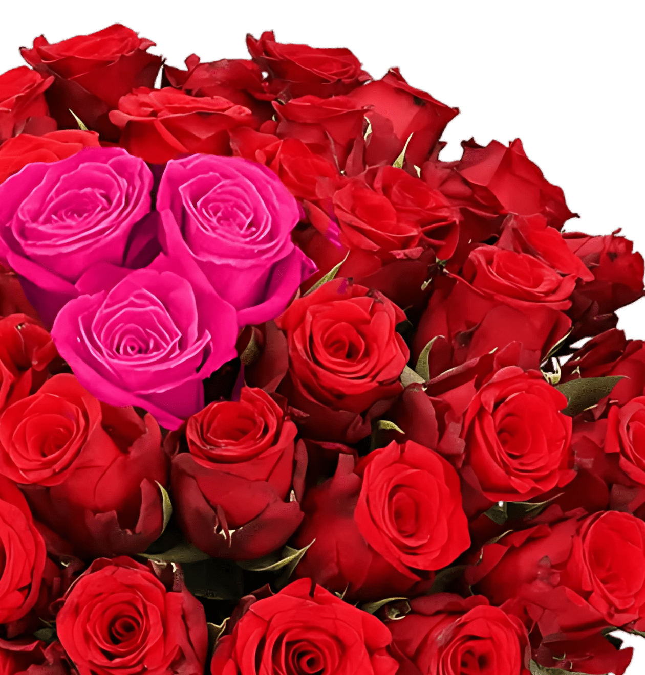 40 Rosen - “Heartbeat” - Blume Ideal