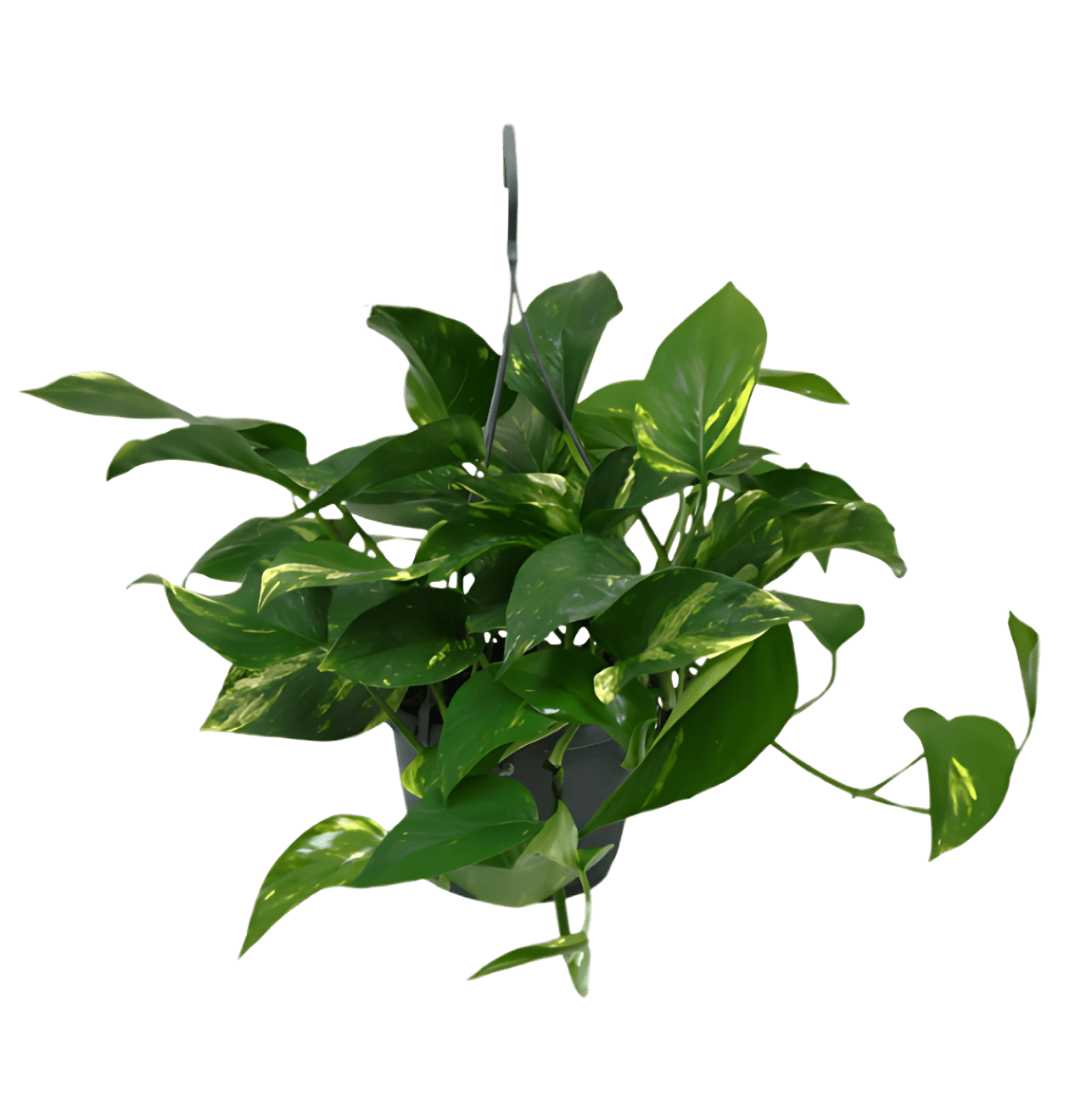 4er - Set “EasyCare” | Monstera | Bogenhanf | Efeutute | Grünlilie | +/ - 30 - 60cm | ø 12 - 15cm Topf - Blume Ideal