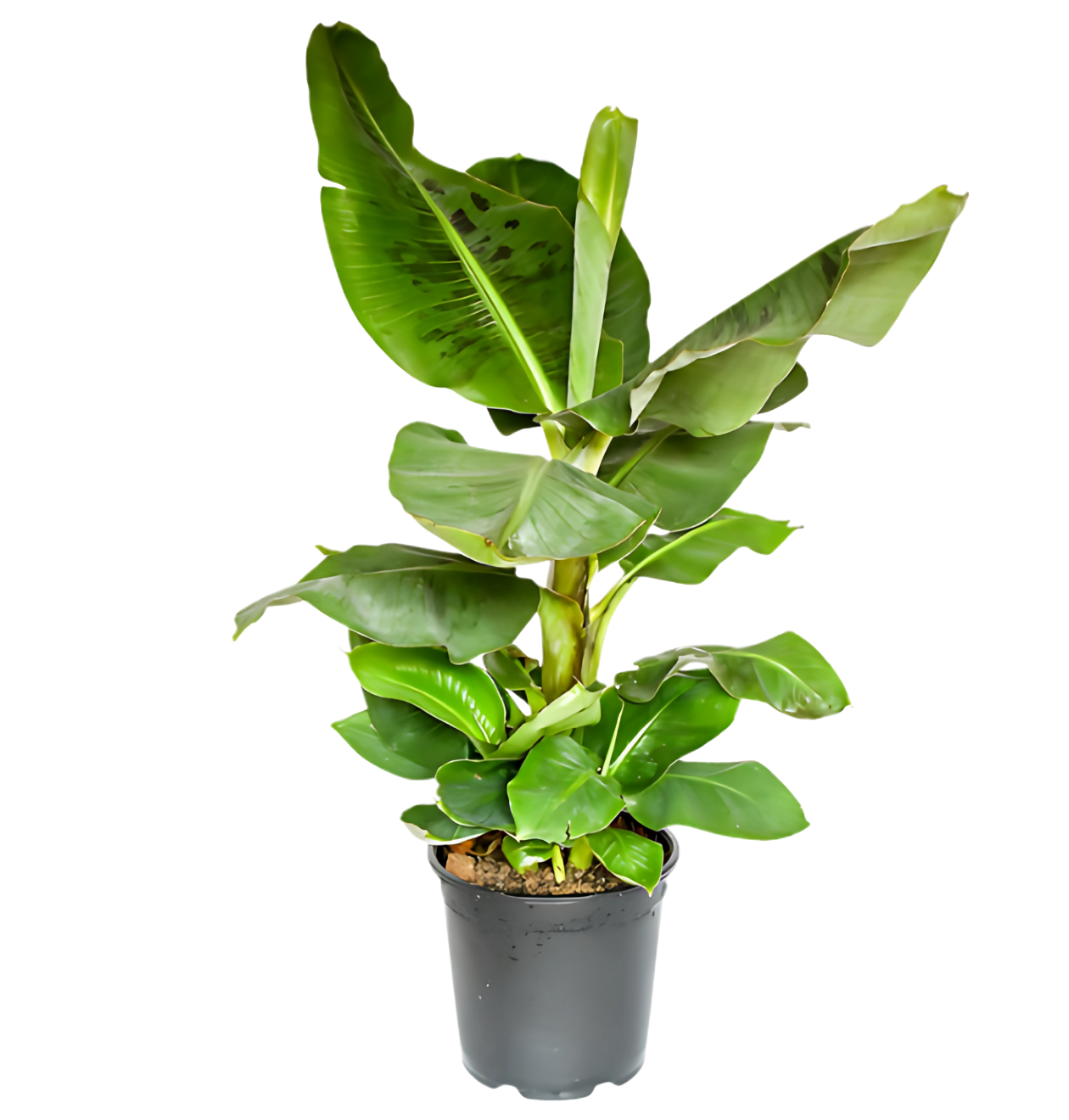 4er - Set “Exotica” | Bananenpflanze | Korbmarante | Affenblatt | Efeutute | +/ - 25 - 50cm | ø 12 - 15cm Topf - Blume Ideal