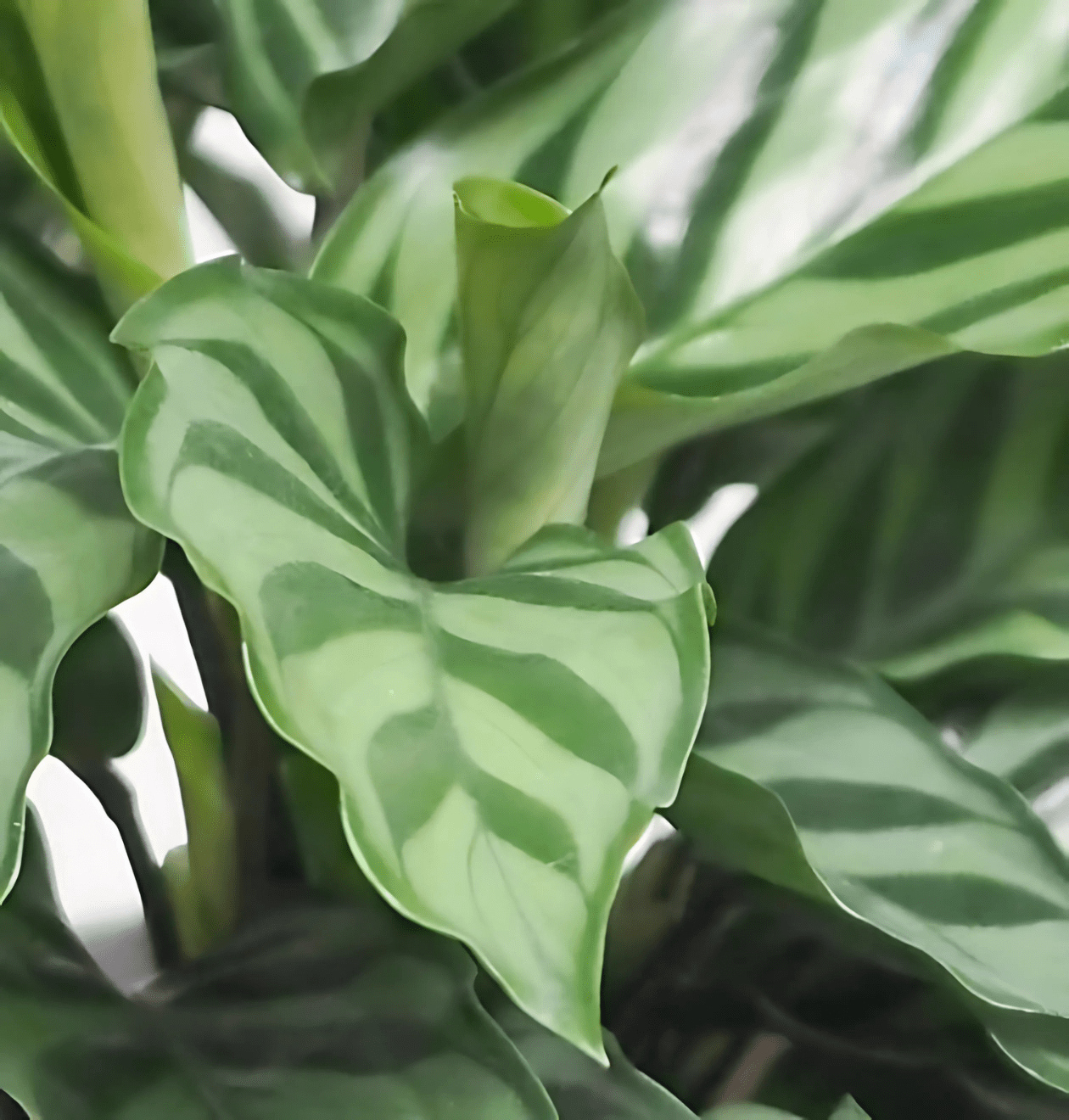 4er - Set "Tierfreund" Bergpalme | Glückskastanie | Bananenpflanze | Korbmarante | +/ - 30 - 60cm | ø 12 - 15cm Topf - Blume Ideal