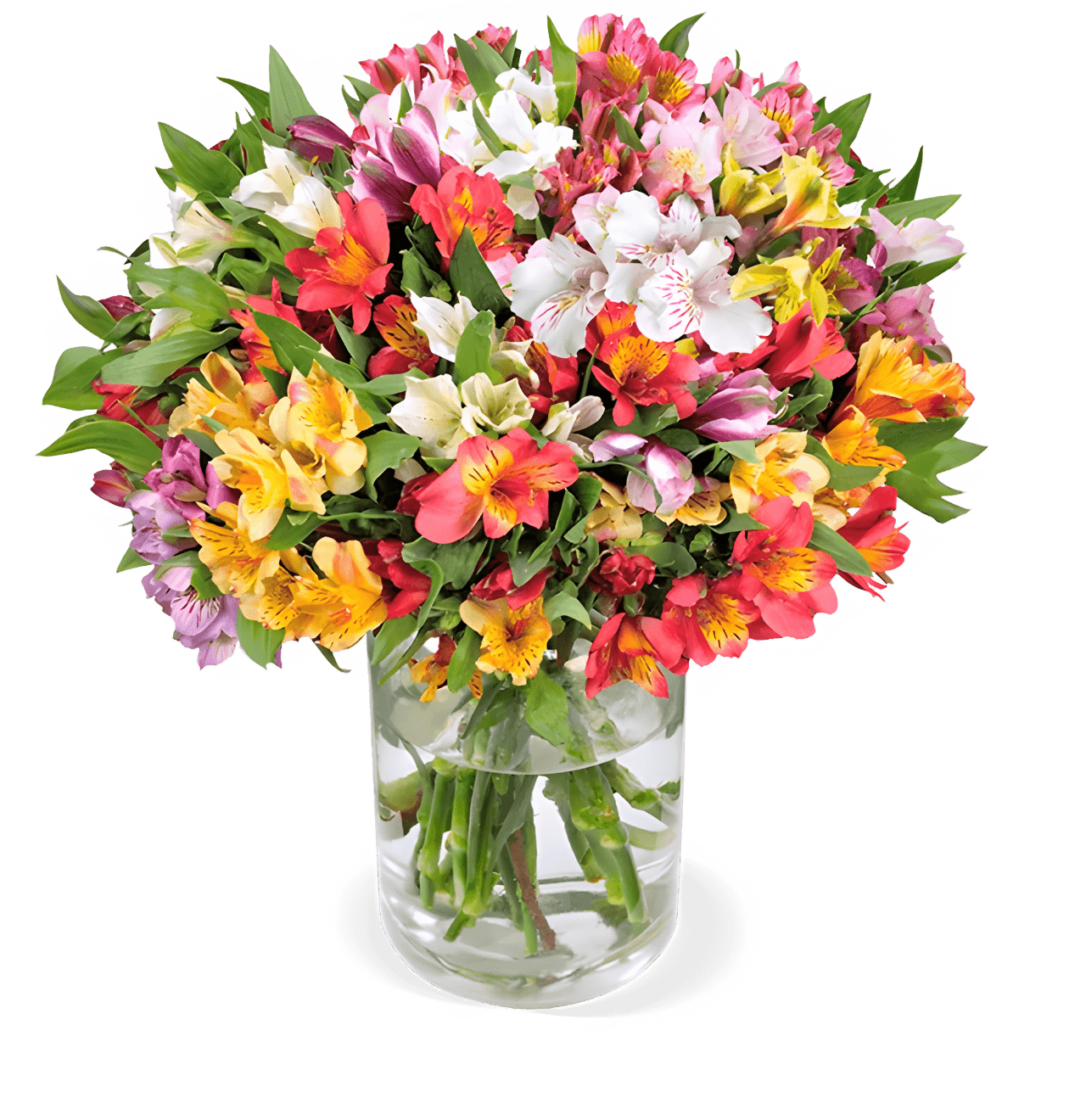 50 Inkalilien mit bis zu 400 Blüten - Blume Ideal