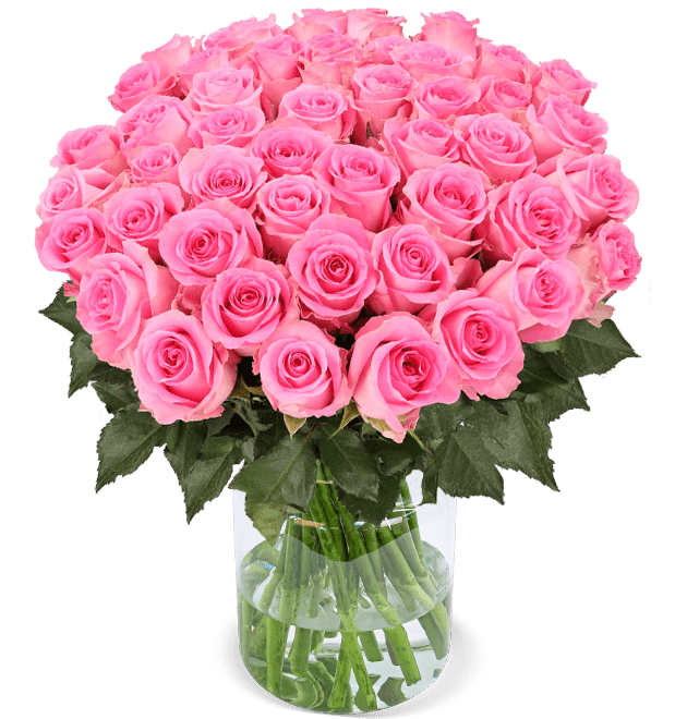 50 pinke Rosen - Blume Ideal
