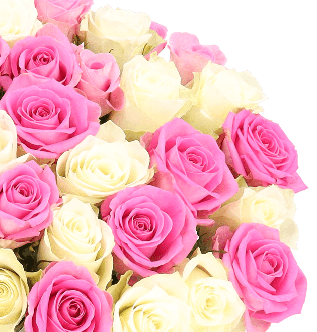 50 Rosen CandyCotton - Nahansicht - Blume Ideal