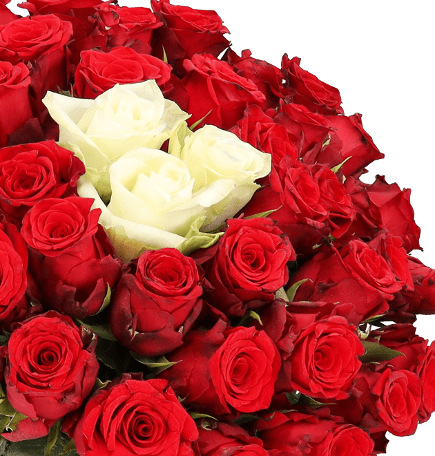 50 Rosen - "Sweetheart" - Blume Ideal