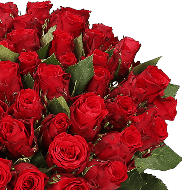 50 rote Rosen - Blume Ideal