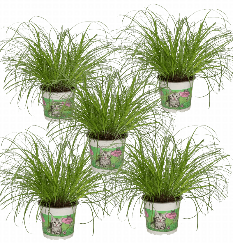 5er - Set | Katzengras | +/ - 30 - 40cm | ø 10 - 15cm Topf - Blume Ideal