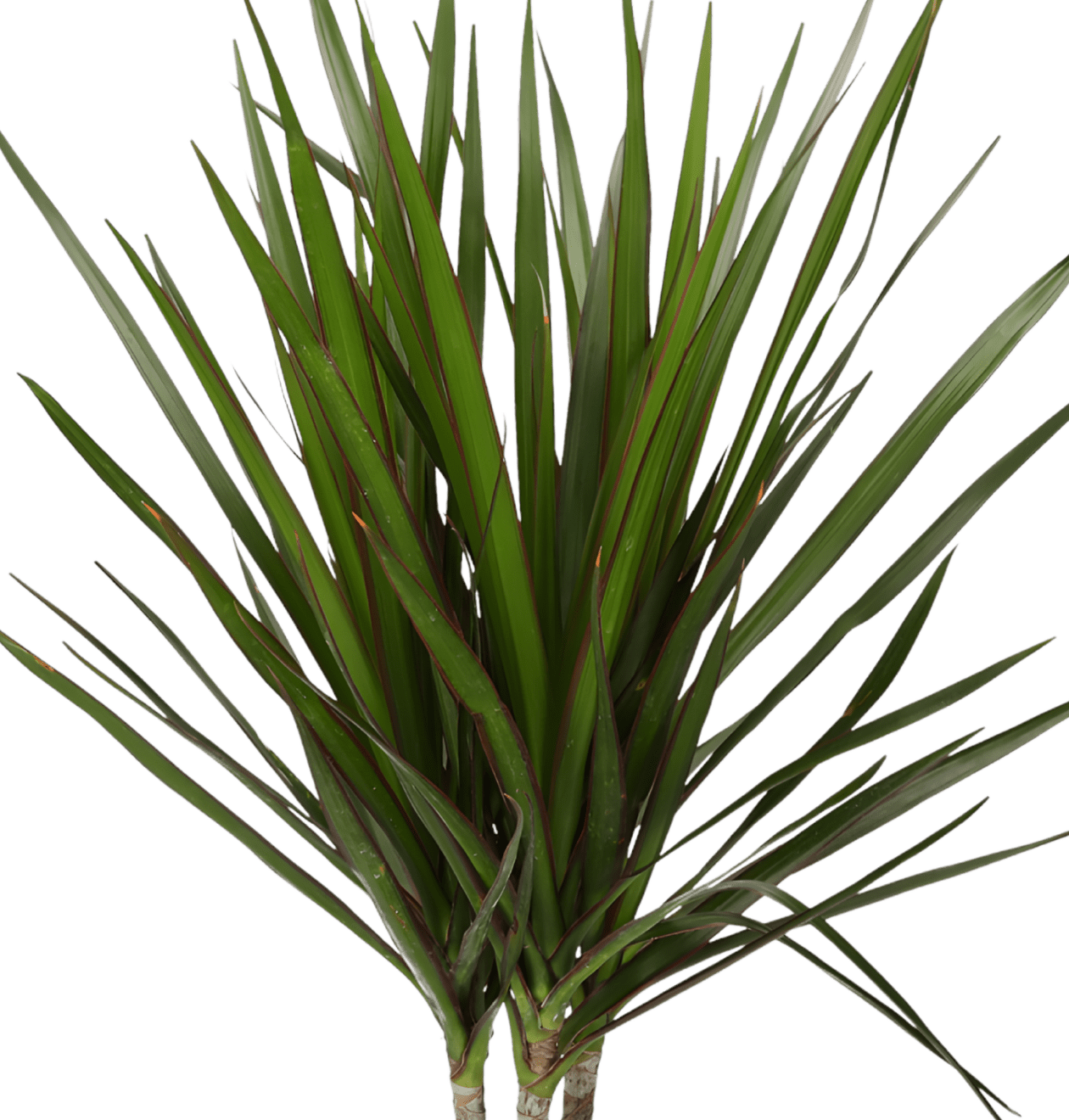 5er - Set "Palmenfreunde" | Goldfruchtpalme | Bergpalme | Drachenbaum | Korbmarante | Zimmeraralie | +/ - 40 - 55cm | ø 12 - 15cm Topf - Blume Ideal