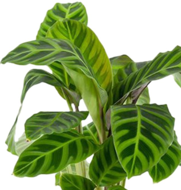 5er - Set "Tierfreund" | Bergpalme | Glückskastanie | Bananenpflanze | Korbmarante | Goldfruchtpalme | +/ - 30 - 60cm | ø 10 - 15cm Topf - Blume Ideal