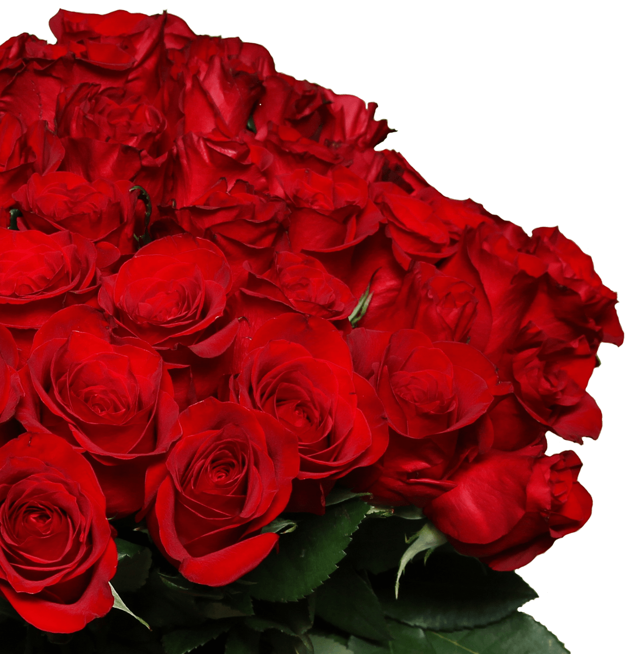 60 rote Rosen "Perfekter Liebesbeweis" - Blume Ideal