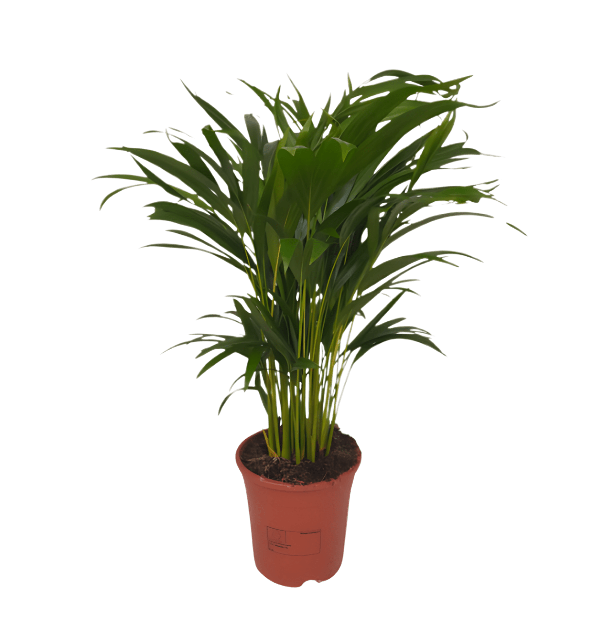 6er - Set “EasyCare” | Monstera | Bogenhanf | Efeutute | Grünlilie | Affenblatt | Goldfruchtpalme | +/ - 30 - 60cm | ø 12 - 15cm Topf - Blume Ideal