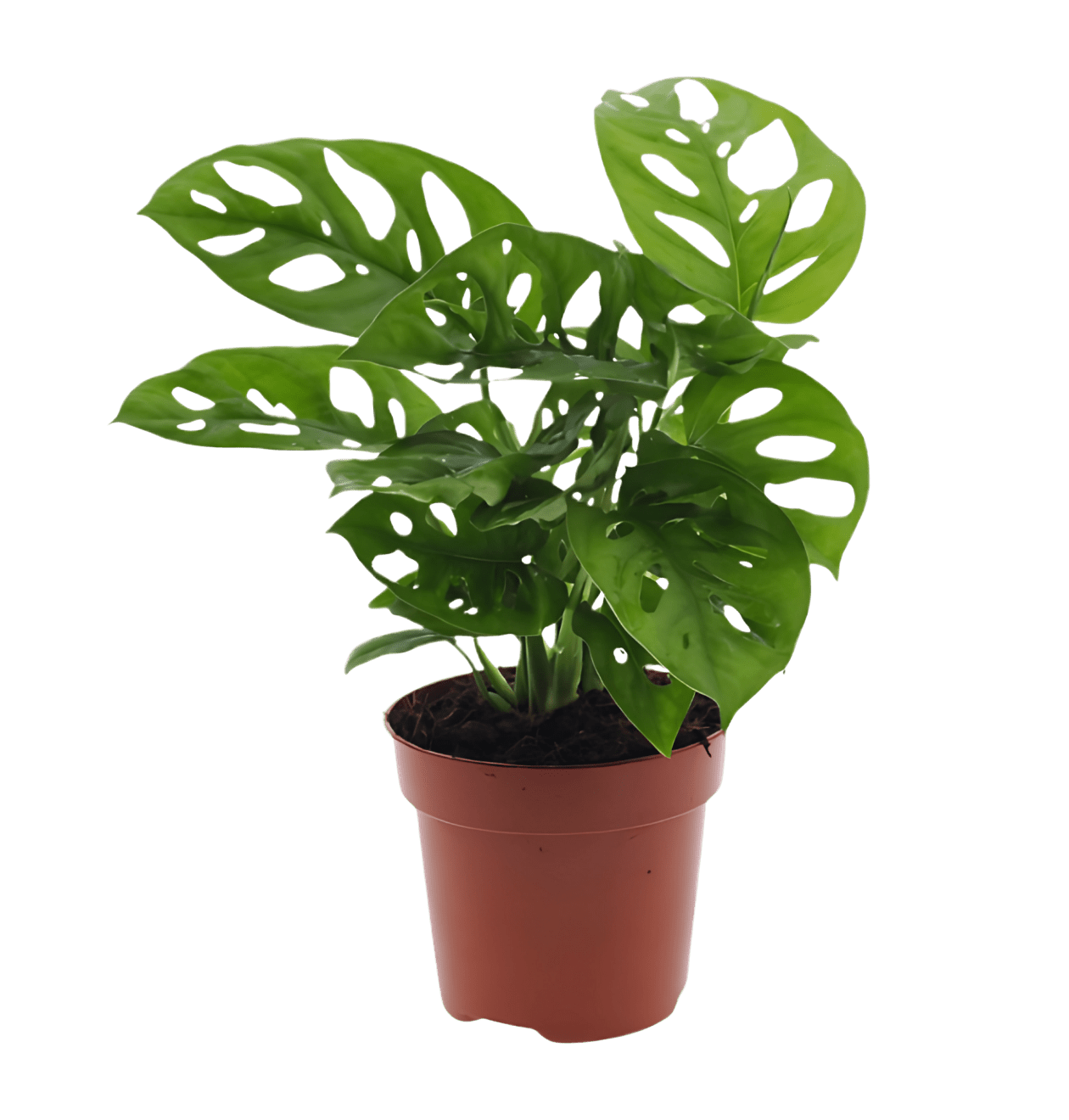 6er - Set “Exotica” | Bananenpflanze | Korbmarante | Affenblatt | Efeutute | Bogenhanf | Monstera | +/ - 25 - 50cm | ø 12 - 15cm Topf - Blume Ideal