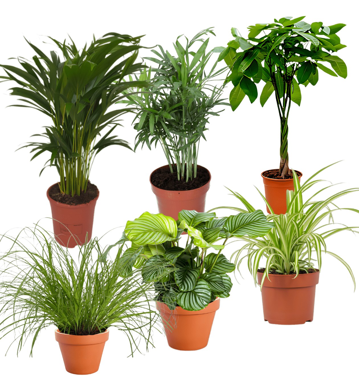 6er - Set “Katzenliebhaber” | Katzengras | Bergpalme | Goldfruchtpalme | Grünlilie | Calathea | Glückskastanie | +/ - 30 - 45cm | ø 12 - 15cm Topf - Blume Ideal