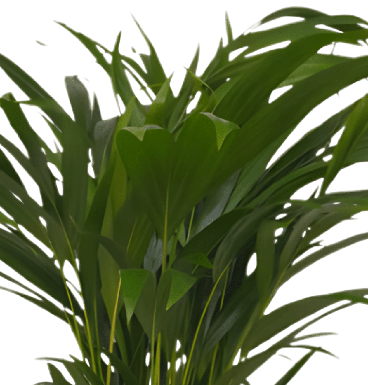 6er - Set “Katzenliebhaber” | Katzengras | Bergpalme | Goldfruchtpalme | Grünlilie | Calathea | Glückskastanie | +/ - 30 - 45cm | ø 12 - 15cm Topf - Blume Ideal