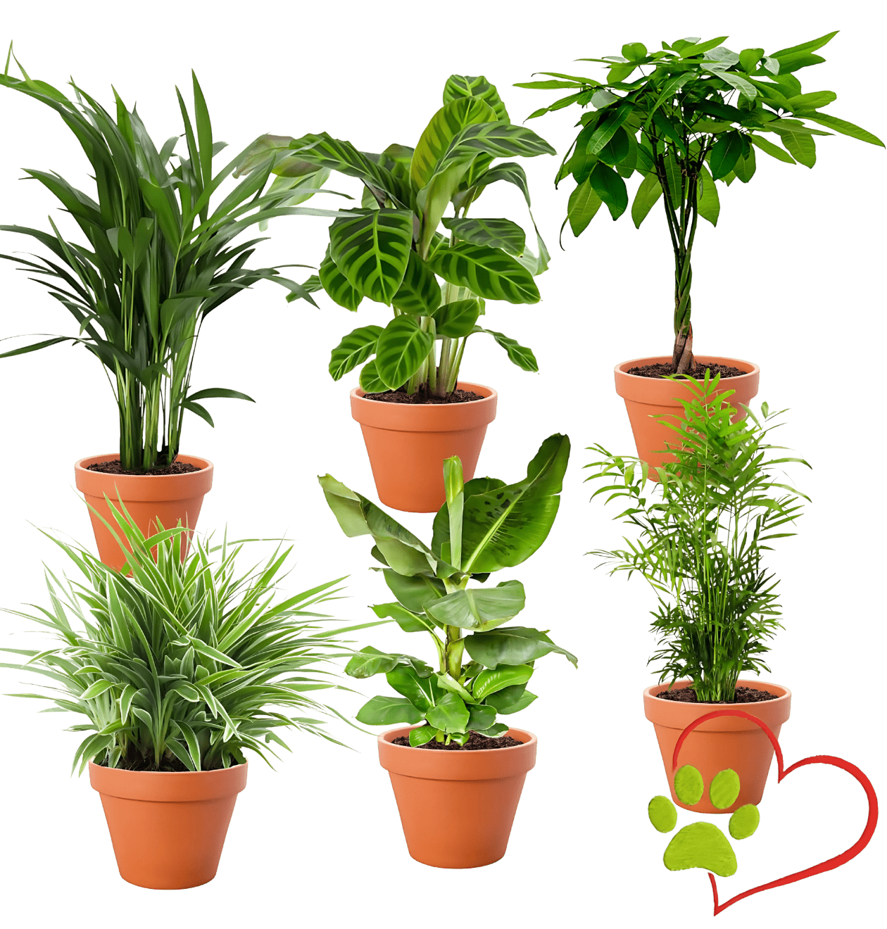 6er - Set “Tierfreund” | Bergpalme | Bananenpflanze | Goldfruchtpalme | Grünlilie | Korbmarante | Glückskastanie | +/ - 30 - 60cm | ø 12 - 15cm Topf - Blume Ideal