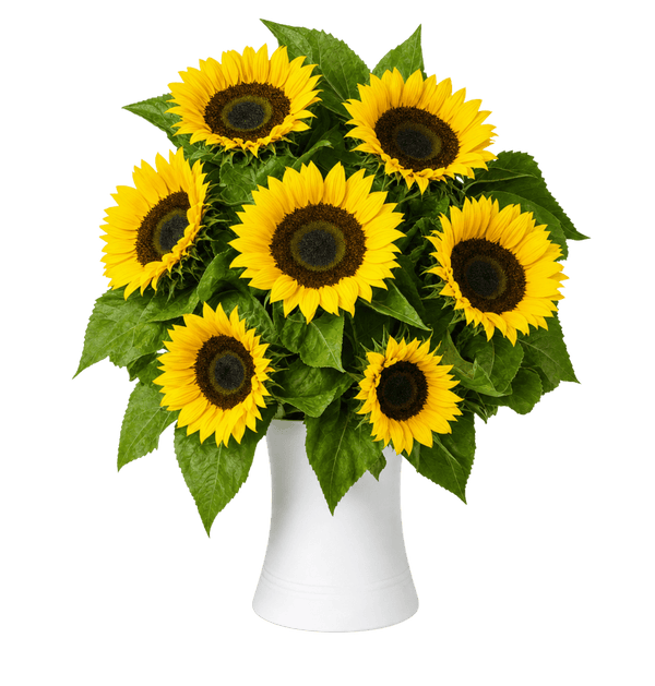 7 Sonnenblumen