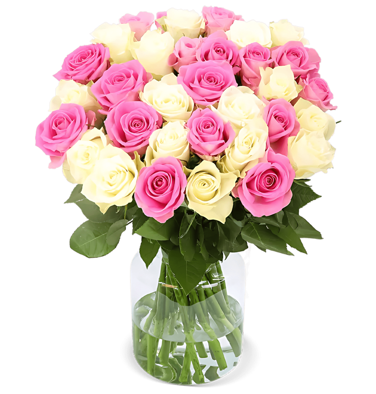 70 Rosen - "Candy Cotton" - Blume Ideal