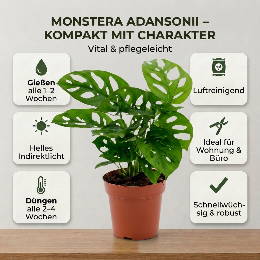 Monstera adansonii + 2x Cremefarbener Zinktopf | 2er-Set | Monkey Leaf | ca. 25-30 cm | Ø 12-15 cm Topf