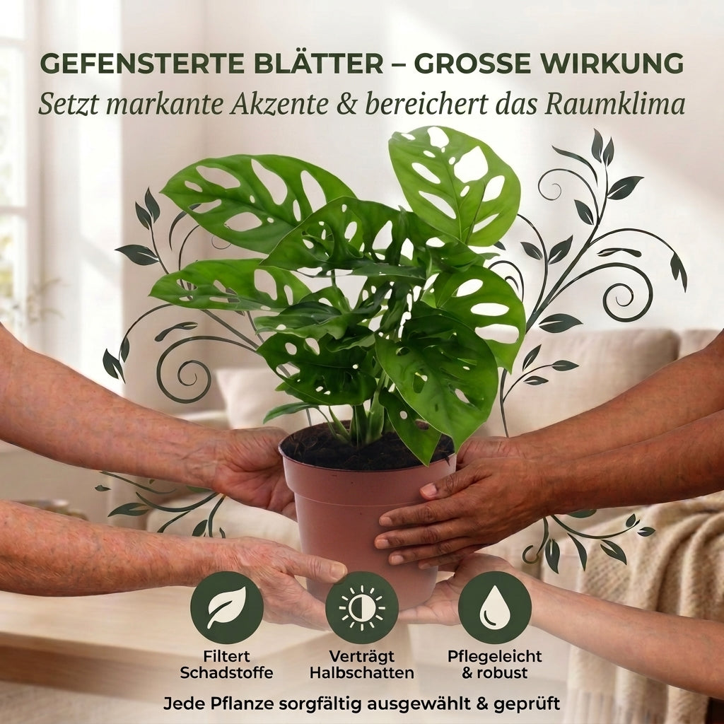 Monstera adansonii + 1x Cremefarbener Zinktopf | Monkey Leaf | ca. 25-30 cm | Ø 12-15 cm Topf
