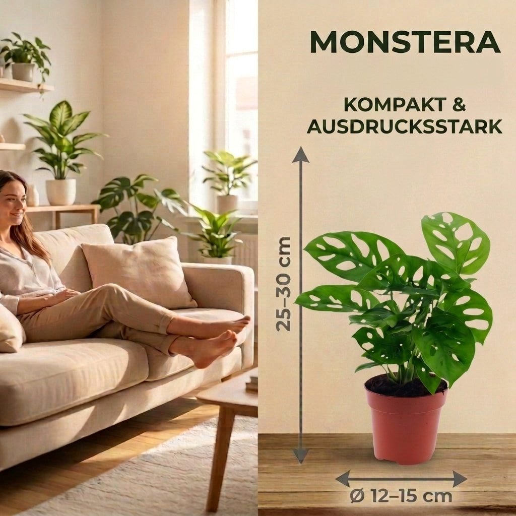 Monstera adansonii + 2x Cremefarbener Zinktopf | 2er-Set | Monkey Leaf | ca. 25-30 cm | Ø 12-15 cm Topf