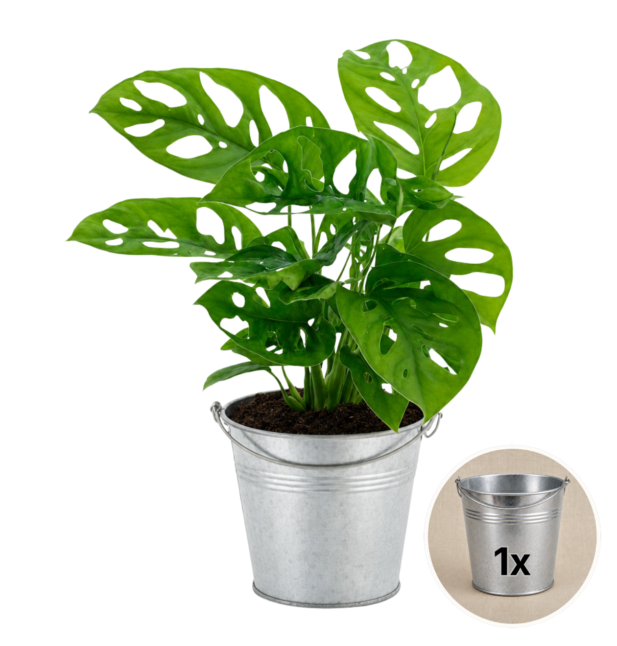 Monstera adansonii + Zinktopf | Monkey Leaf | ca. 25-30 cm | Ø 12-15 cm Topf