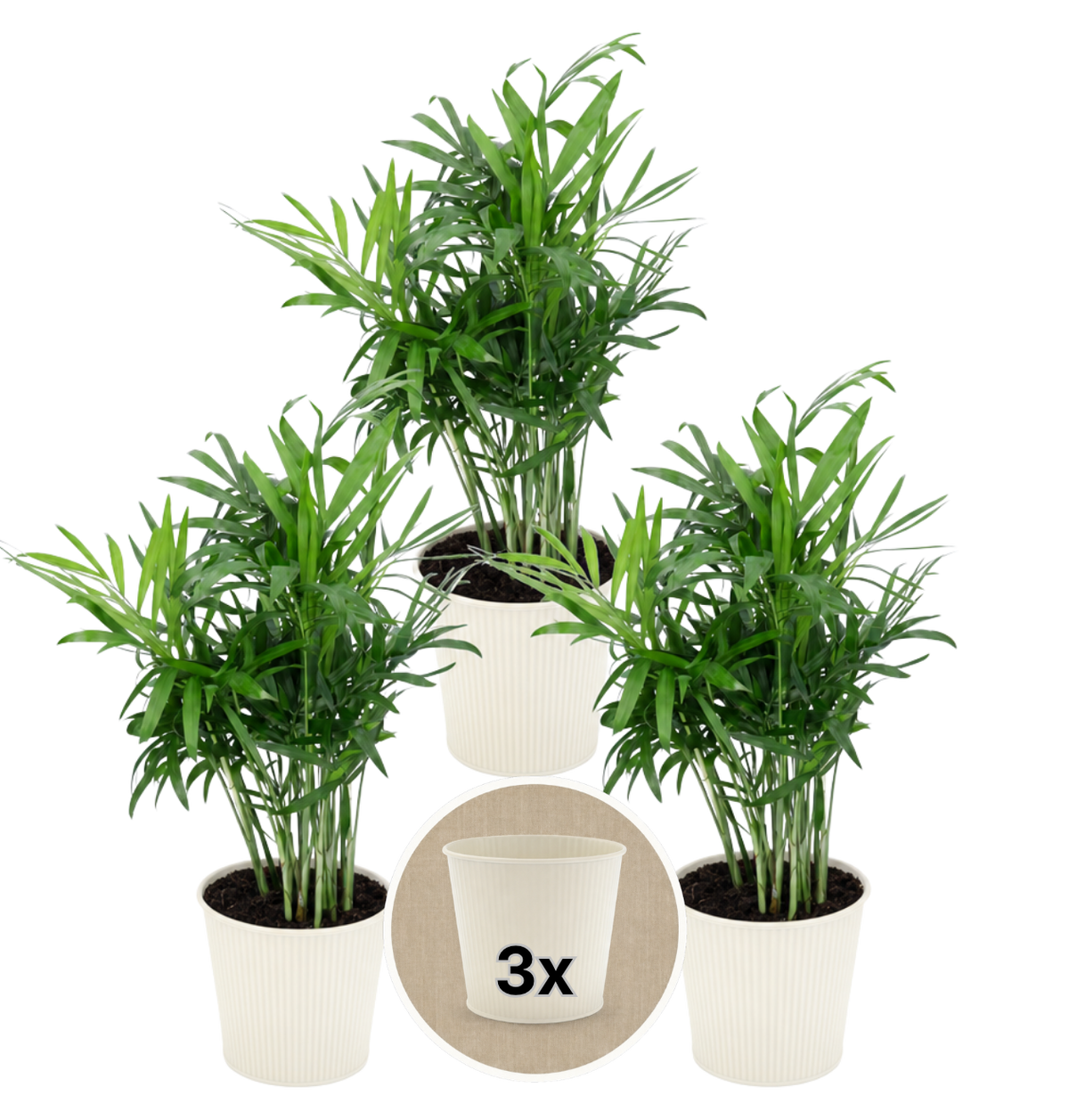 Bergpalme + 3x Cremefarbener Zinktopf | 3er-Set | Chamaedorea elegans | ca. 40-45 cm | Ø 12-15 cm Topf