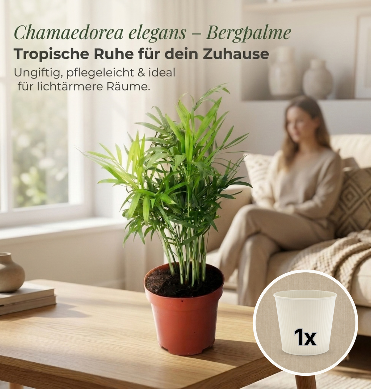 Bergpalme + 1x Cremefarbener Zinktopf | Chamaedorea elegans | ca. 40-45 cm | Ø 12-15 cm Topf