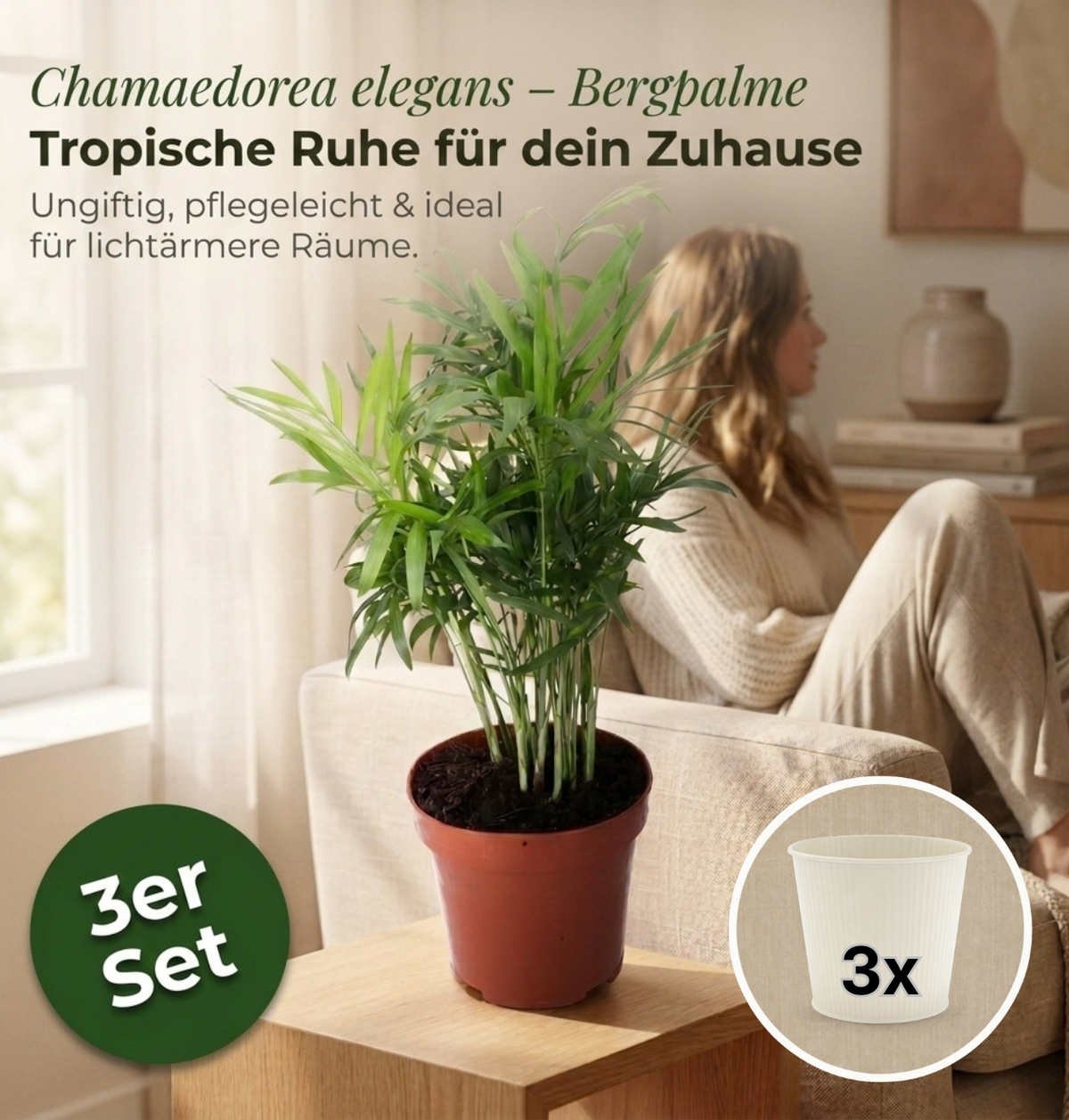 Bergpalme + 3x Cremefarbener Zinktopf | 3er-Set | Chamaedorea elegans | ca. 40-45 cm | Ø 12-15 cm Topf