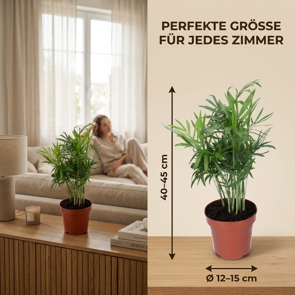 Bergpalme + 2x Zinktopf | 2er-Set | Chamaedorea elegans | ca. 40-45 cm | Ø 12-15 cm Topf