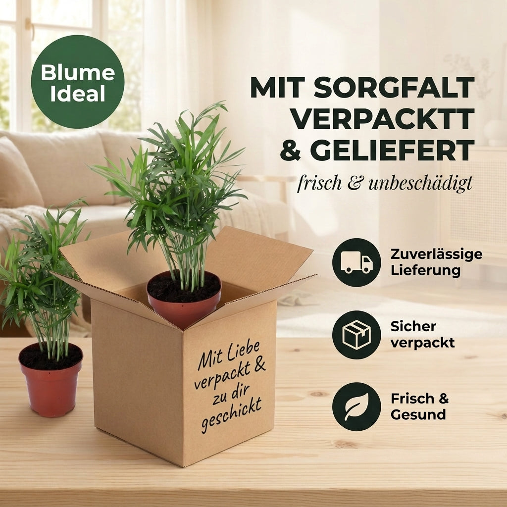 Bergpalme + 3x Zinktopf | 3er-Set | Chamaedorea elegans | ca. 40-45 cm | Ø 12-15 cm Topf